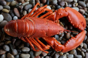 Cornish Lobster three-course dinner